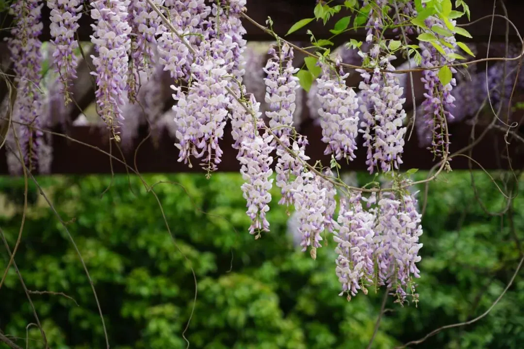 厂中·快讯 ▏精准视导暖人心 聚力破局备中考——区教育发展中心教研专家团队莅临我校开展初三教学专项视导 第20张