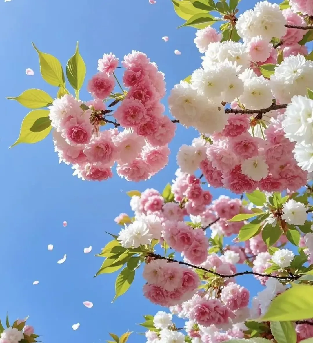 43.我们也成了一处风光——2026年中考原创作文+作文精析 第1张