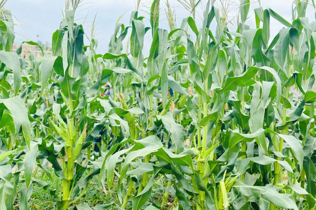 北区教育新贵!炸场首届中考+八中本部直管!揭秘重庆这所八中嫡系公办学校~ 第27张