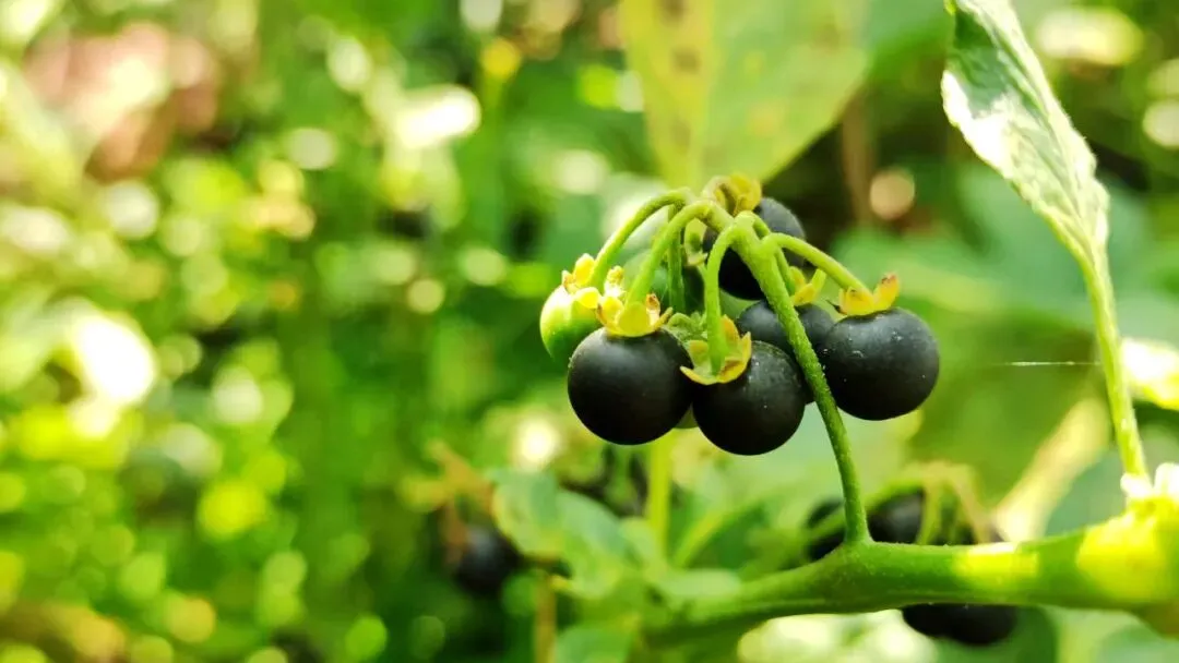 上海中考作文深度解析|2020《有一种甜》高分例文 第3张