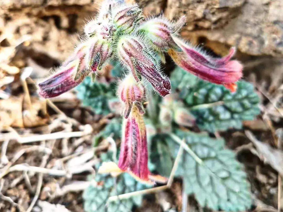 上海中考作文深度解析|2020《有一种甜》高分例文 第10张