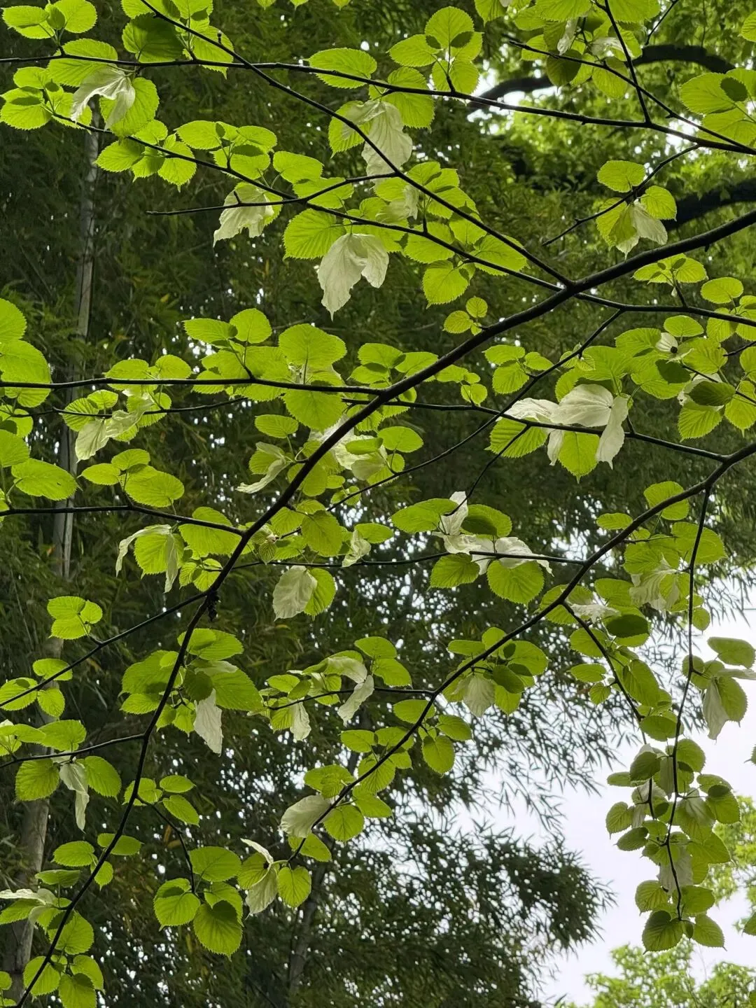 考题速递:广东省惠州市 2026 届高三模拟考试数学参考答案与评分细则 第16张