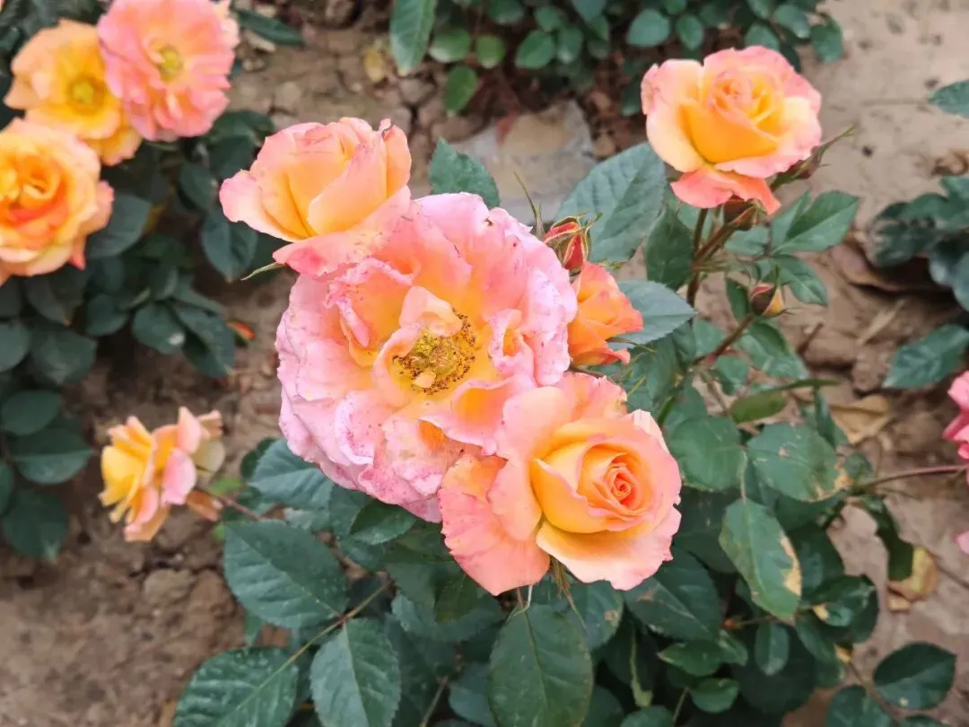 【微光小语】校园的试卷80分,职场的答卷只有0和100 第3张