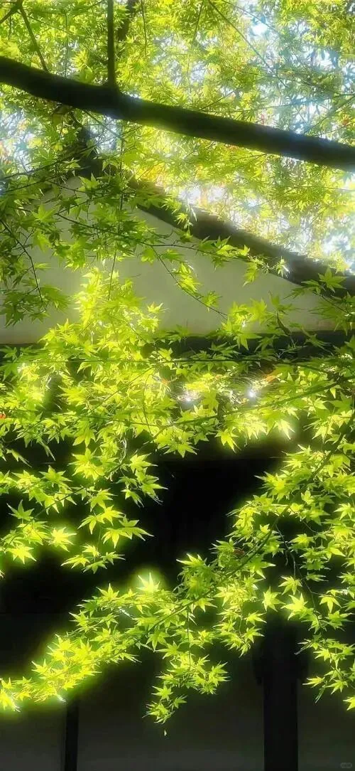 中考名著复习(四) 第1张