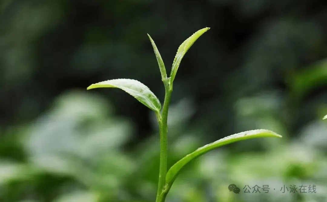 【495】初中数学中考复习中的盈不足 第1张