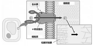 2026年哈师大附中东三省第二次模拟考试生物学科试题和答案(附word下载) ⊙ 第7张