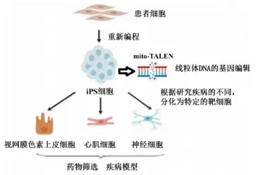 2026年哈师大附中东三省第二次模拟考试生物学科试题和答案(附word下载) ⊙ 第9张