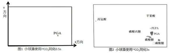 2026年哈师大附中东三省第二次模拟考试生物学科试题和答案(附word下载) ⊙ 第12张