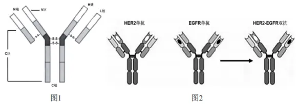 2026年哈师大附中东三省第二次模拟考试生物学科试题和答案(附word下载) ⊙ 第14张