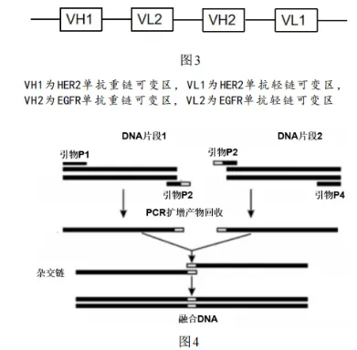 2026年哈师大附中东三省第二次模拟考试生物学科试题和答案(附word下载) ⊙ 第15张