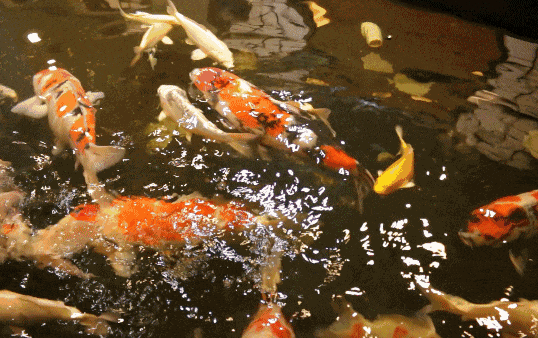 杭州小学历年真题合集免费领,附带全网最强期中锦鲤合集,30s内转发幸运锦鲤,考神附体! 第20张