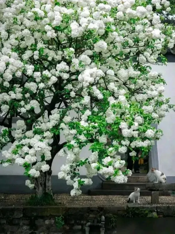 中考改革透析:生地开卷≠减负!实拍两地成绩差距:别让盲目改革,坑了普通孩子 第1张