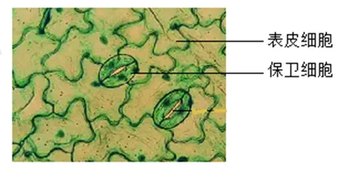 浙江中考科学2022——2024真题分类解析(四) 第2张