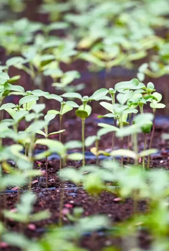以春耕之勤,赴中考之约|星海学校 2026年春耕节启动暨中考动员仪式圆满举行 第48张