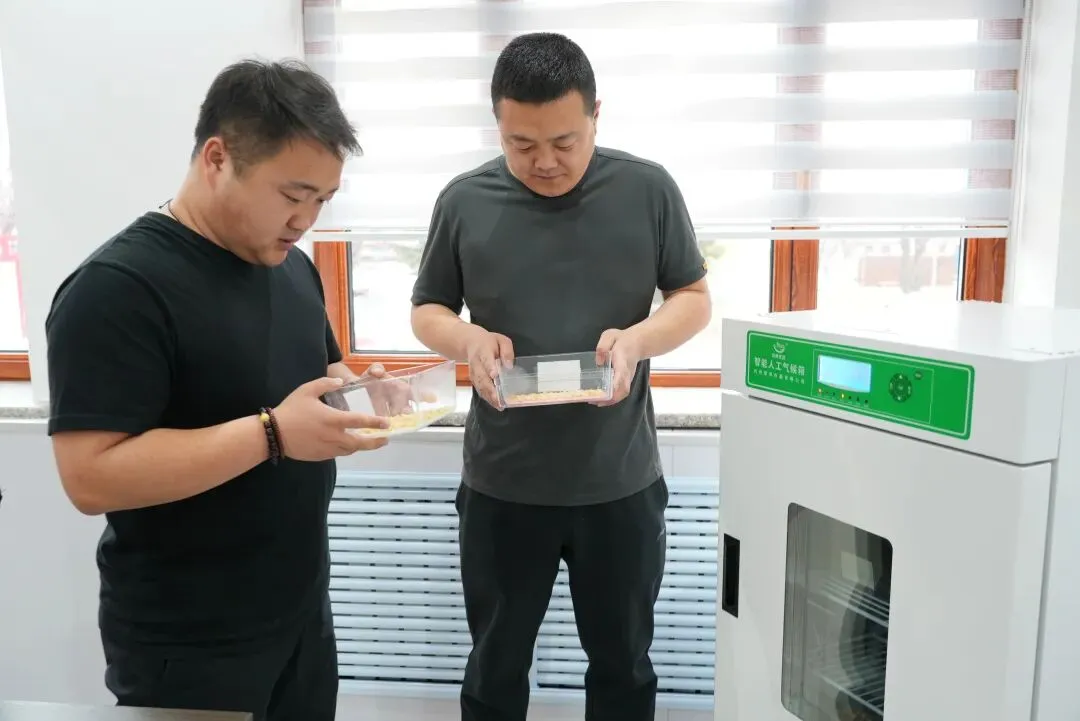 诺敏河农牧场分公司:良种“模拟考”为高寒地区春耕选种装上“技术眼” 第1张