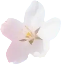 【2026中考】4月18日11:15直播,青岛六中2026年自主招生政策线上访谈! 第5张