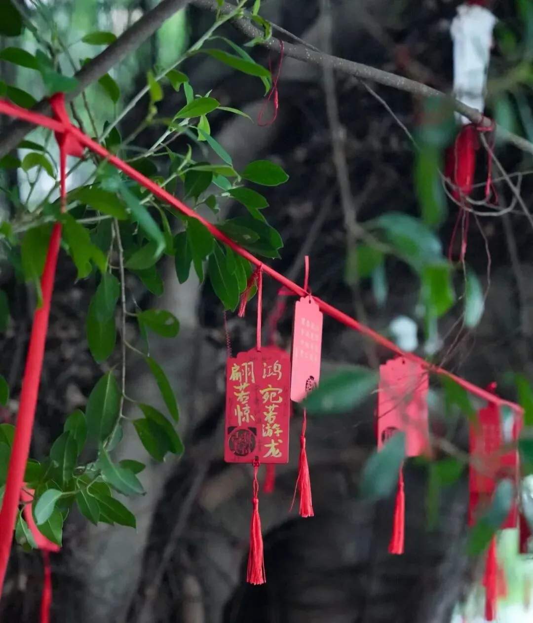 策马扬鞭酬壮志,决胜中考铸辉煌 | 2026届初三年级一模表彰暨动员大会圆满举行 第57张