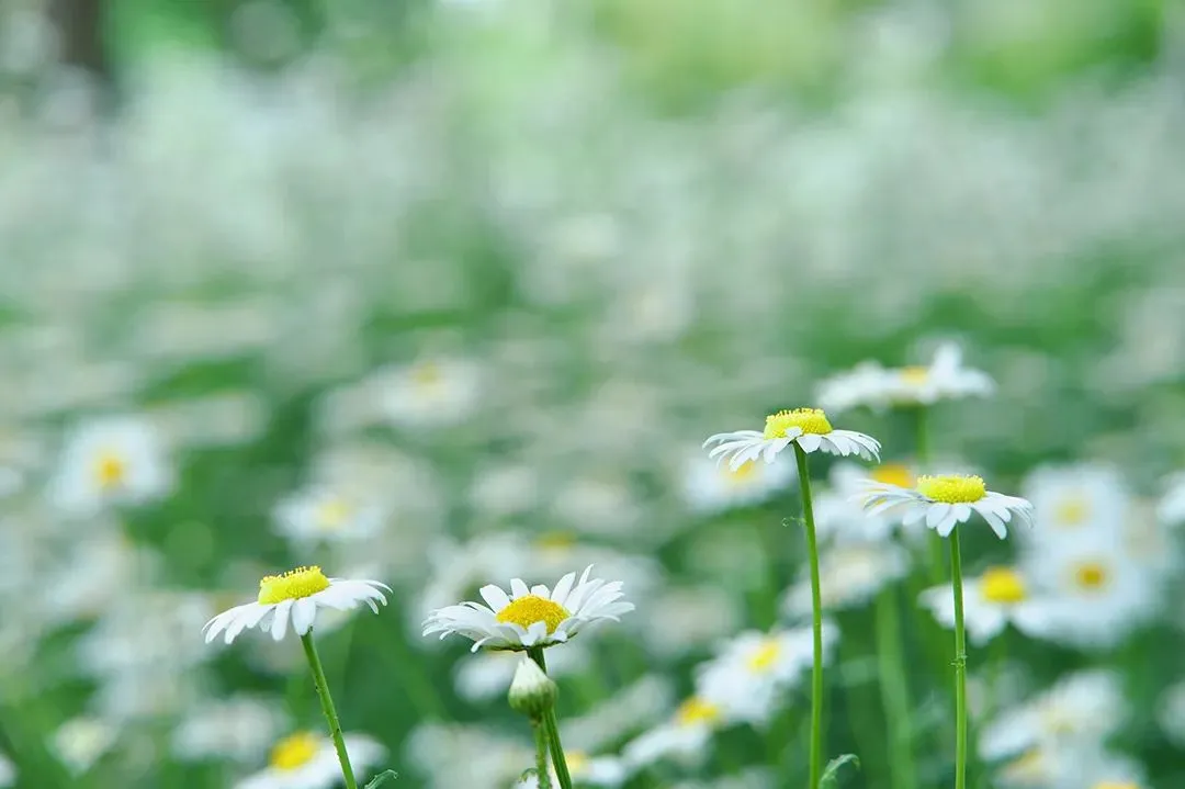 中考英语写作话题(一) 第1张
