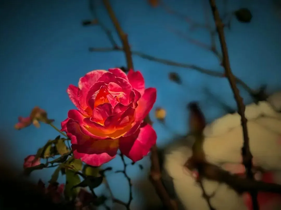 周报 第二十六期||我与中考话心声 第2张