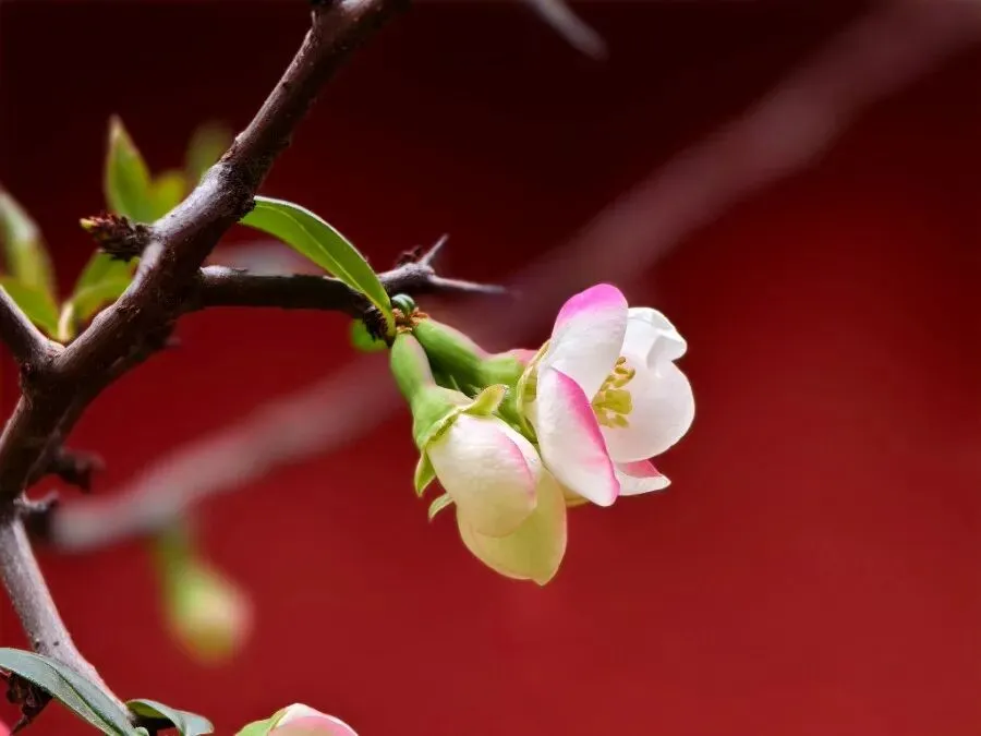 周报 第二十六期||我与中考话心声 第15张