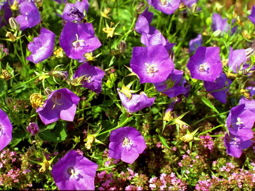 《走出来,就好了》(2012年山东枣庄中考满分作文) 第1张