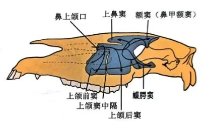 真题分享 | 执兽考试易错题之动物解剖学篇(二) 第4张