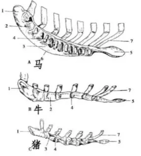 真题分享 | 执兽考试易错题之动物解剖学篇(二) 第5张