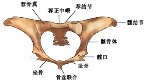 真题分享 | 执兽考试易错题之动物解剖学篇(二) 第6张