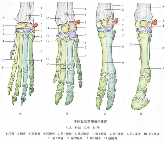 真题分享 | 执兽考试易错题之动物解剖学篇(二) 第7张