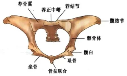 真题分享 | 执兽考试易错题之动物解剖学篇(二) 第8张