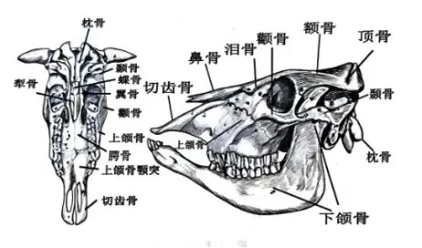 真题分享 | 执兽考试易错题之动物解剖学篇(二) 第9张
