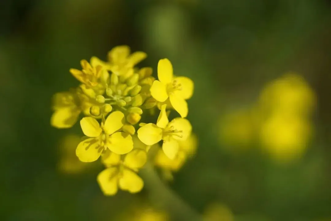 高考语文专项提分学案:文言文真题研做(二) 第2张