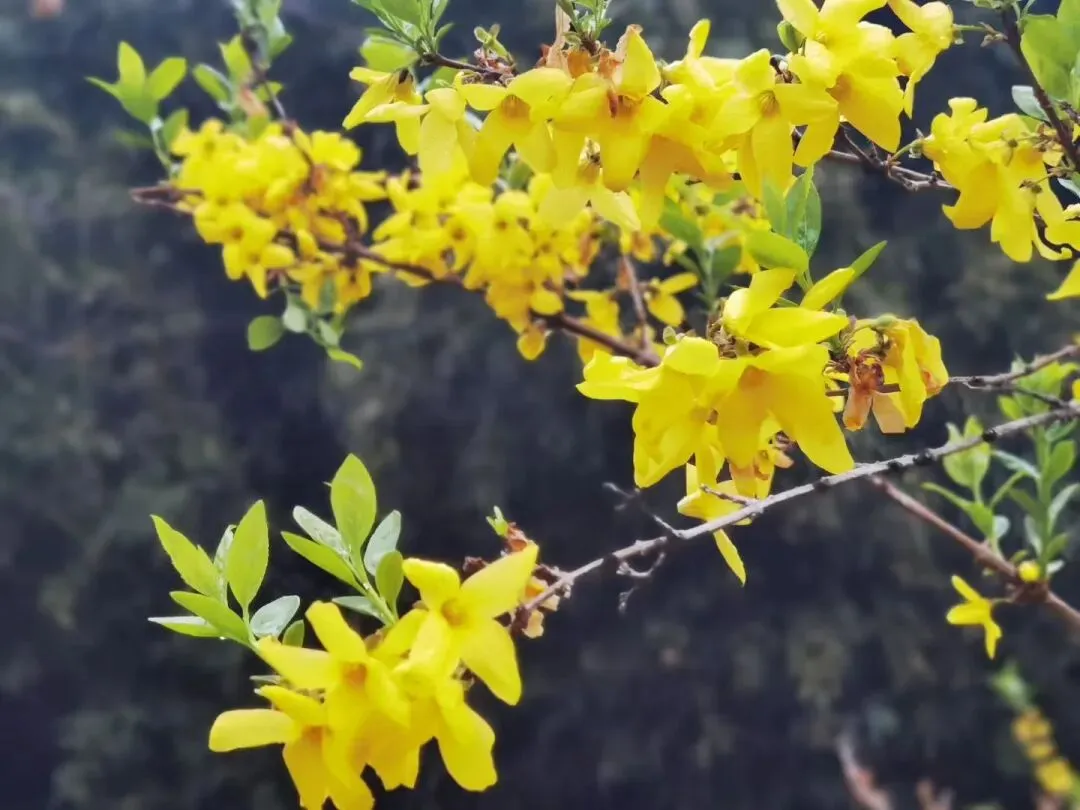 高考语文专项提分学案:文言文真题研做(二) 第3张