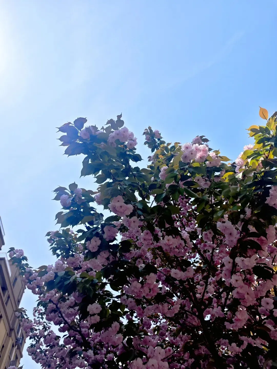 陪娃学习:从中考作文想到的研究问题 第2张