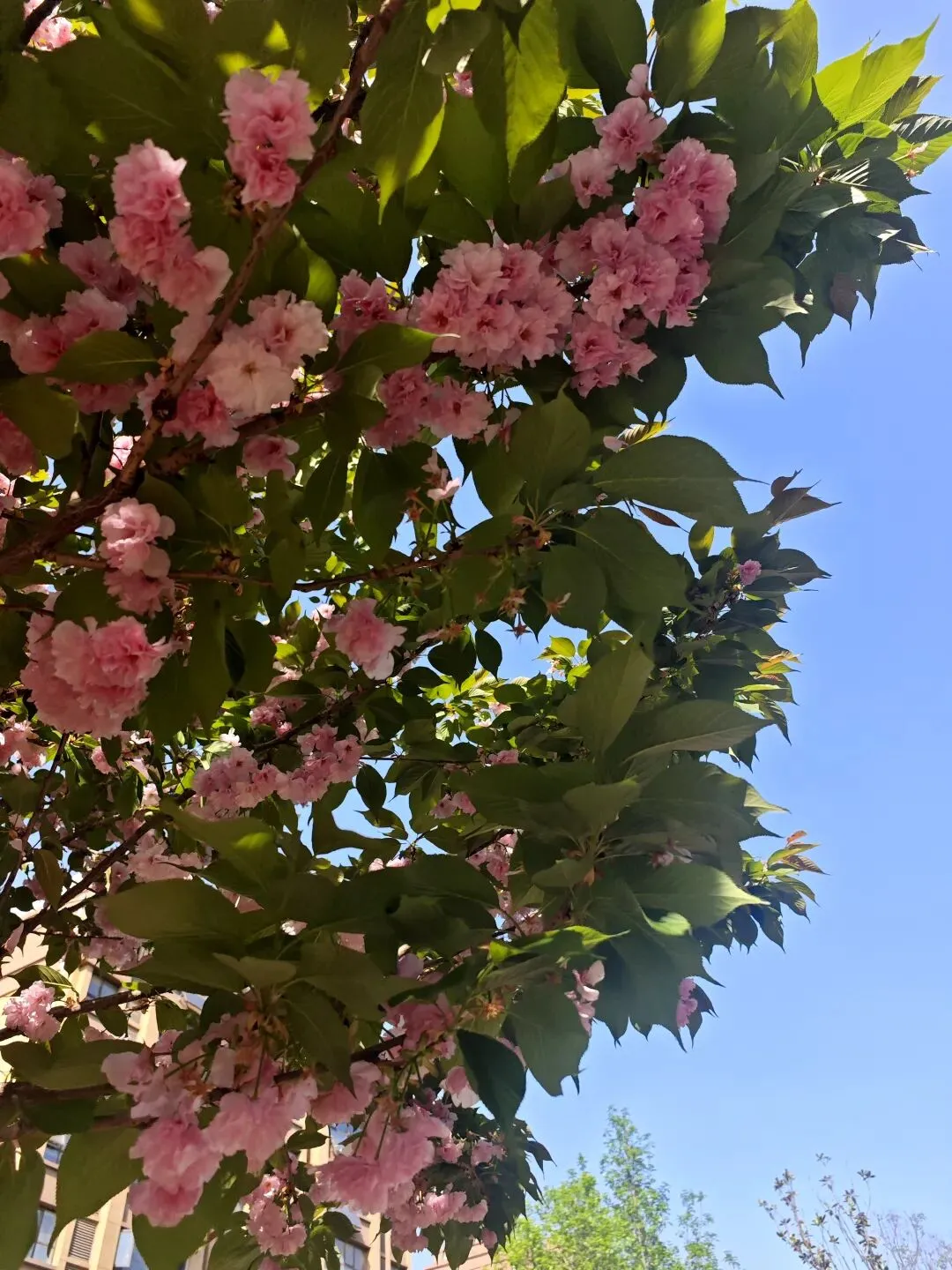 陪娃学习:从中考作文想到的研究问题 第4张