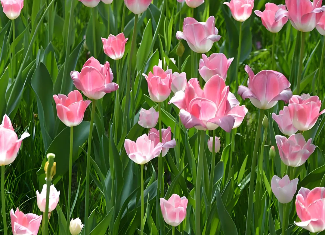 官方解读||全市中考一模是怎样命题、怎样评卷的? 第1张