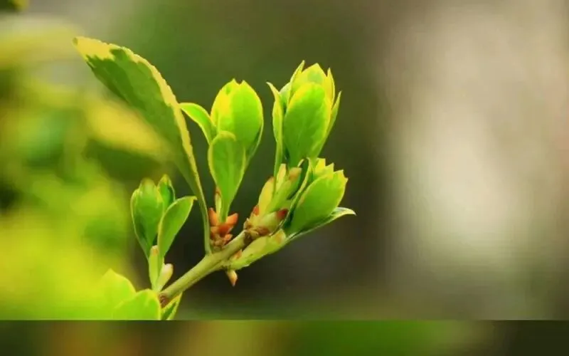 中考名著复习(五) 第1张