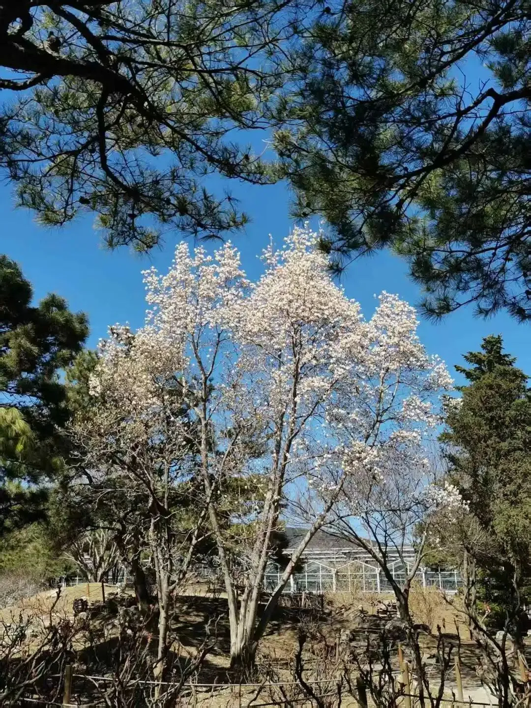 中考复习教材梳理——议论性文文本阅读 第4张