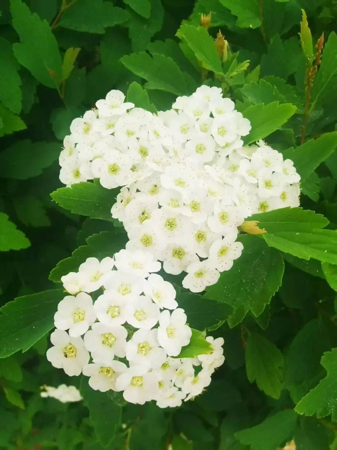 高考倒计49天:循真题问道,返教材固本(总1239期) 第1张