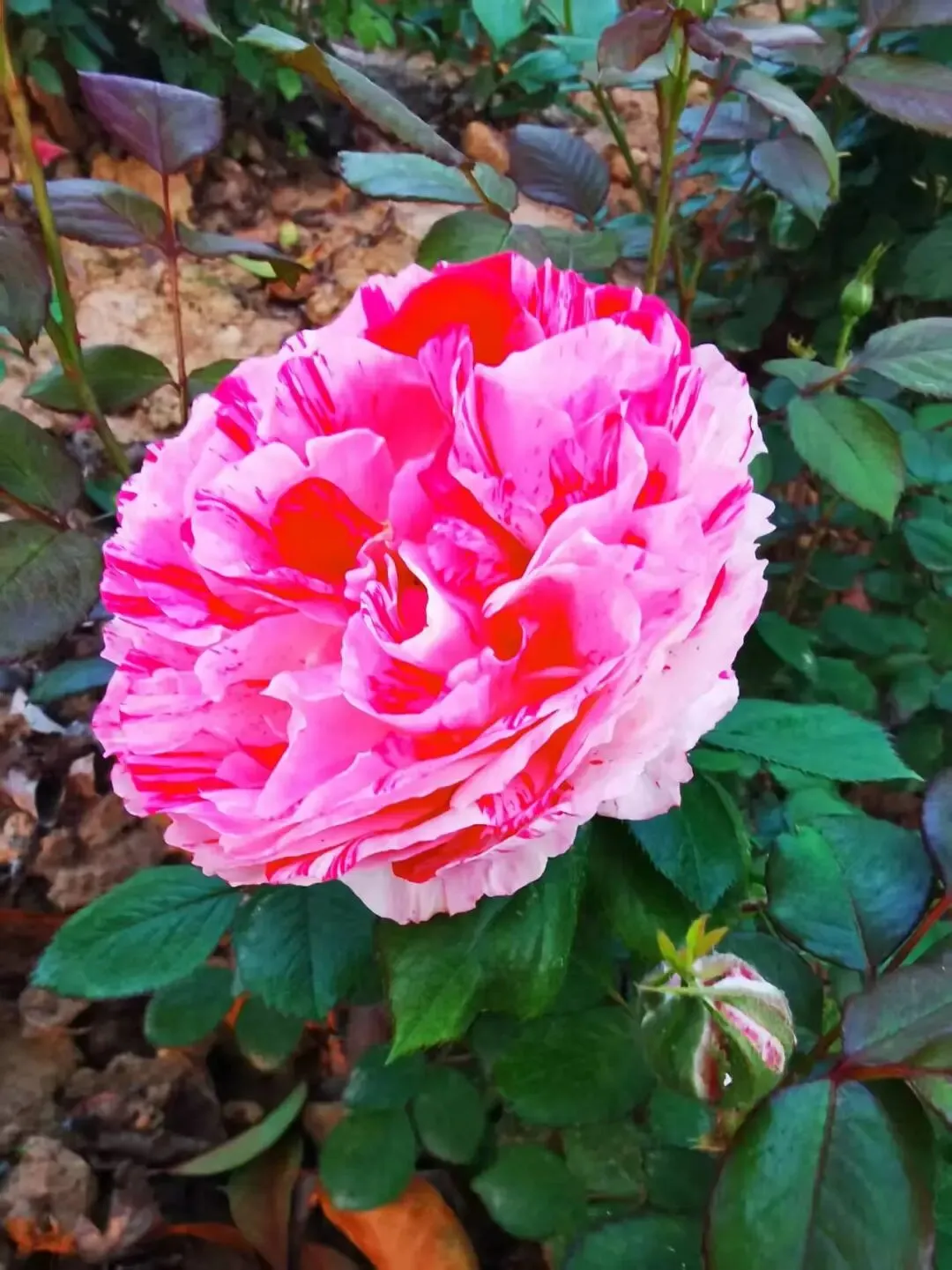 高考倒计49天:循真题问道,返教材固本(总1239期) 第13张