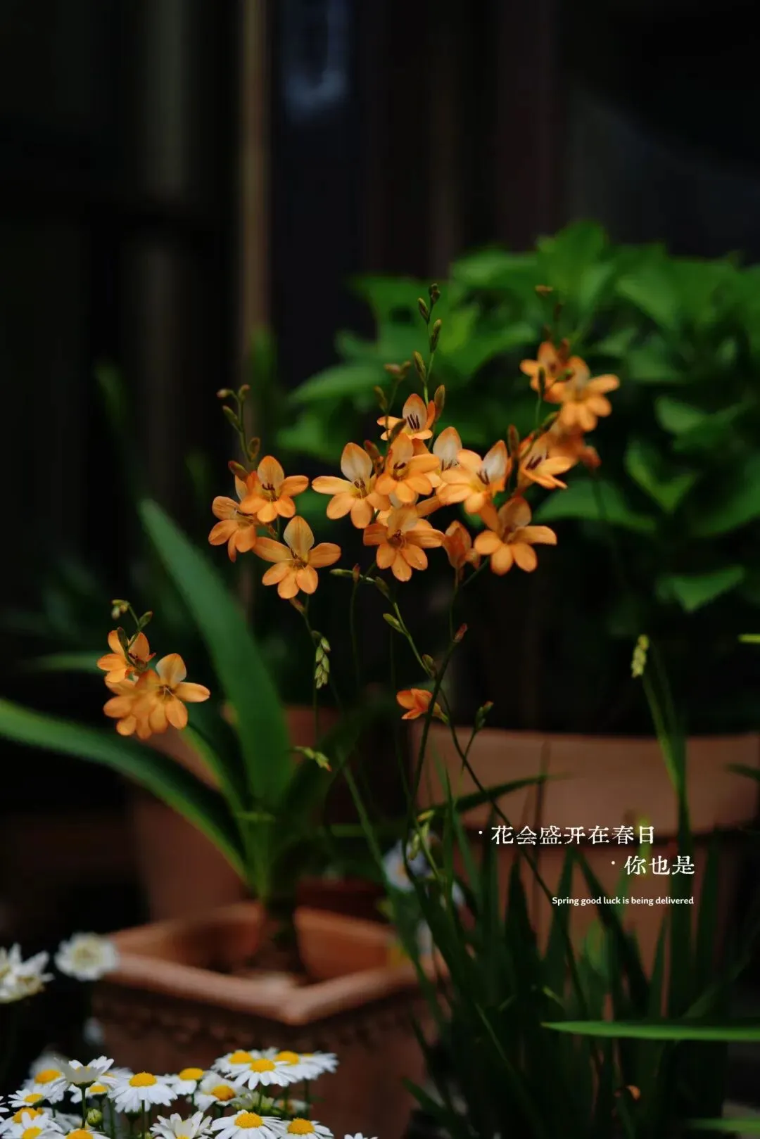 石家庄市中考艺术联考考什么? 第1张