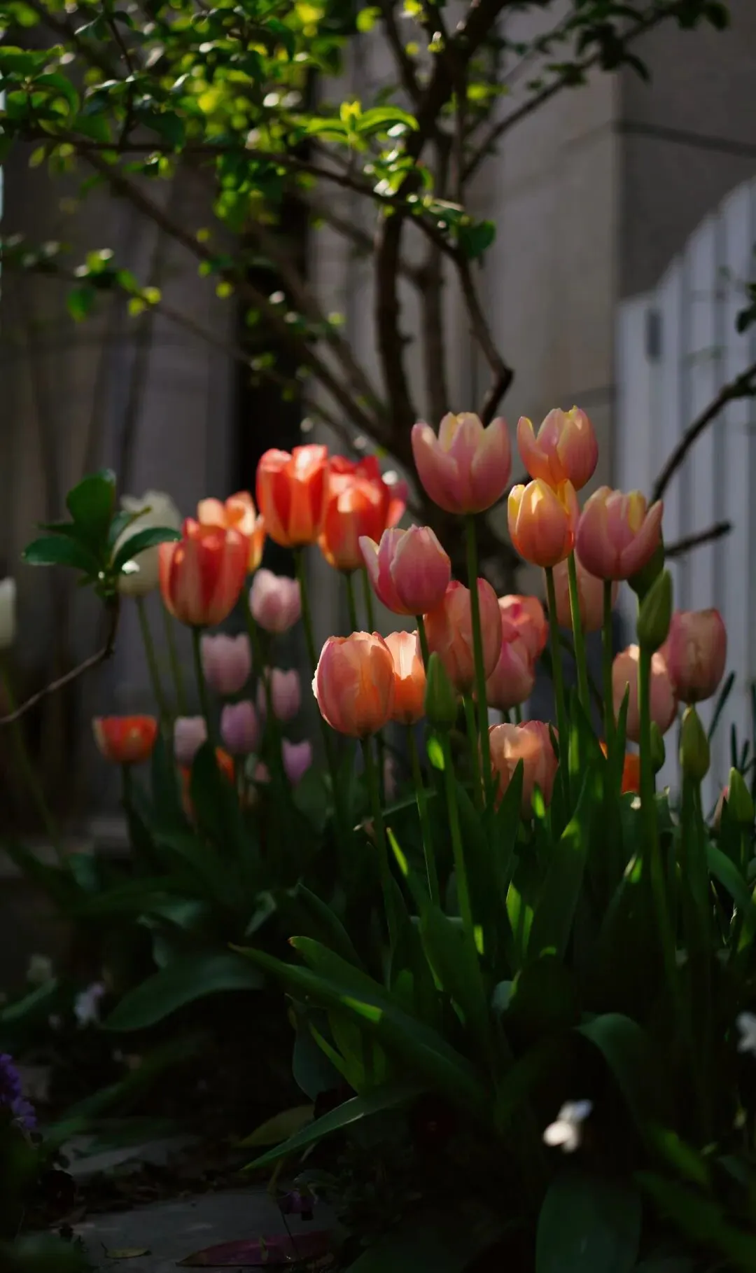 石家庄市中考艺术联考考什么? 第2张