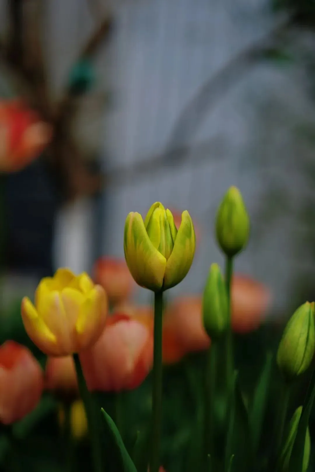 石家庄市中考艺术联考考什么? 第3张