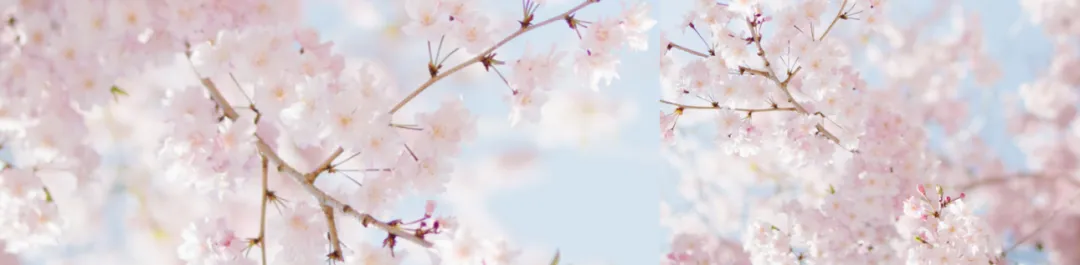 入青中考作文之一【似水年华:我的时间我做主】 第3张