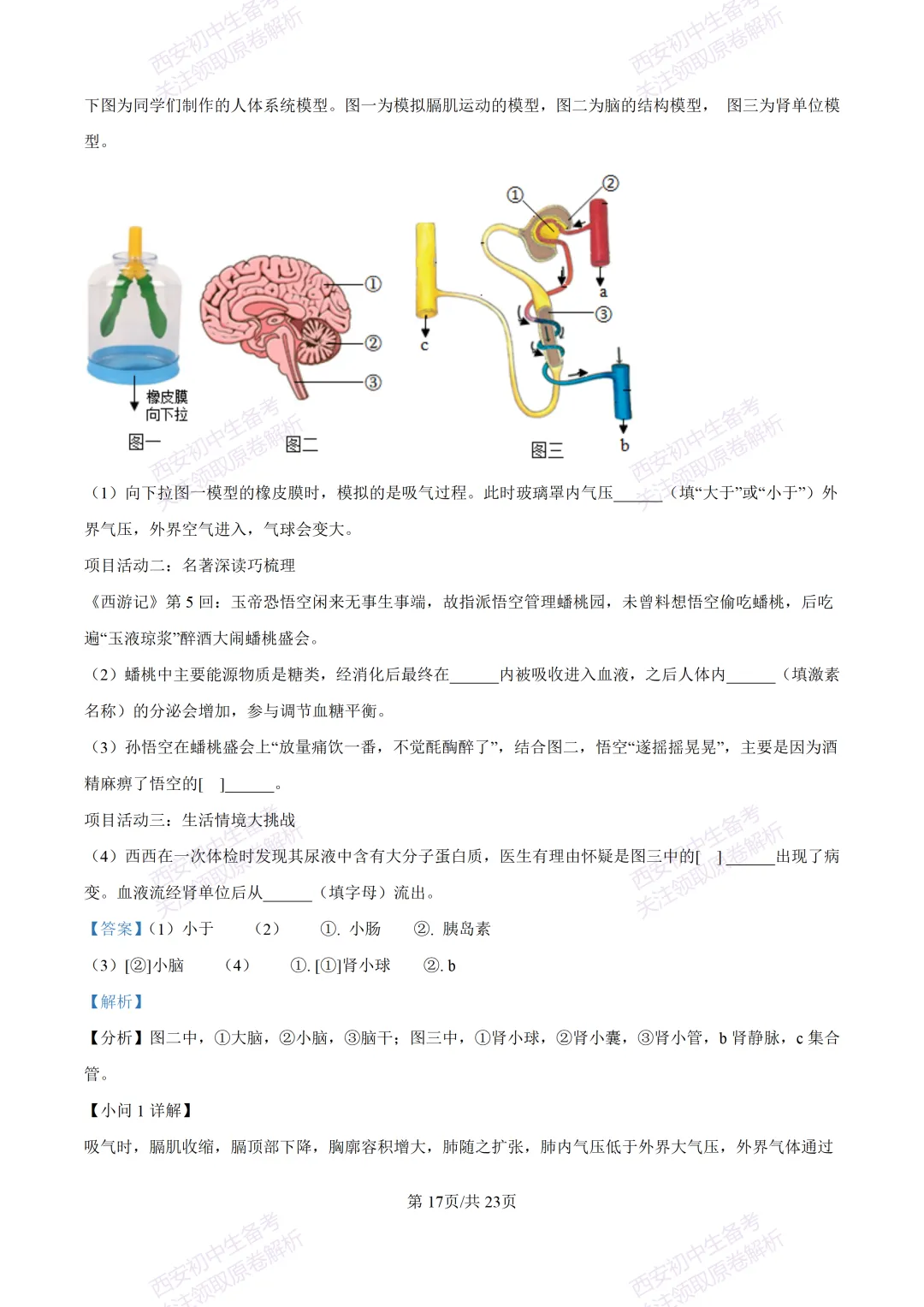 期中复习,名校真题!西安初中期中:【24-25滨河学校】八下期中考试【生物】免费下载! 第34张