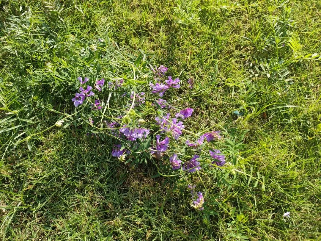 从近三年真题看2026高考理解性默写篇目及难写易错字整理 第2张