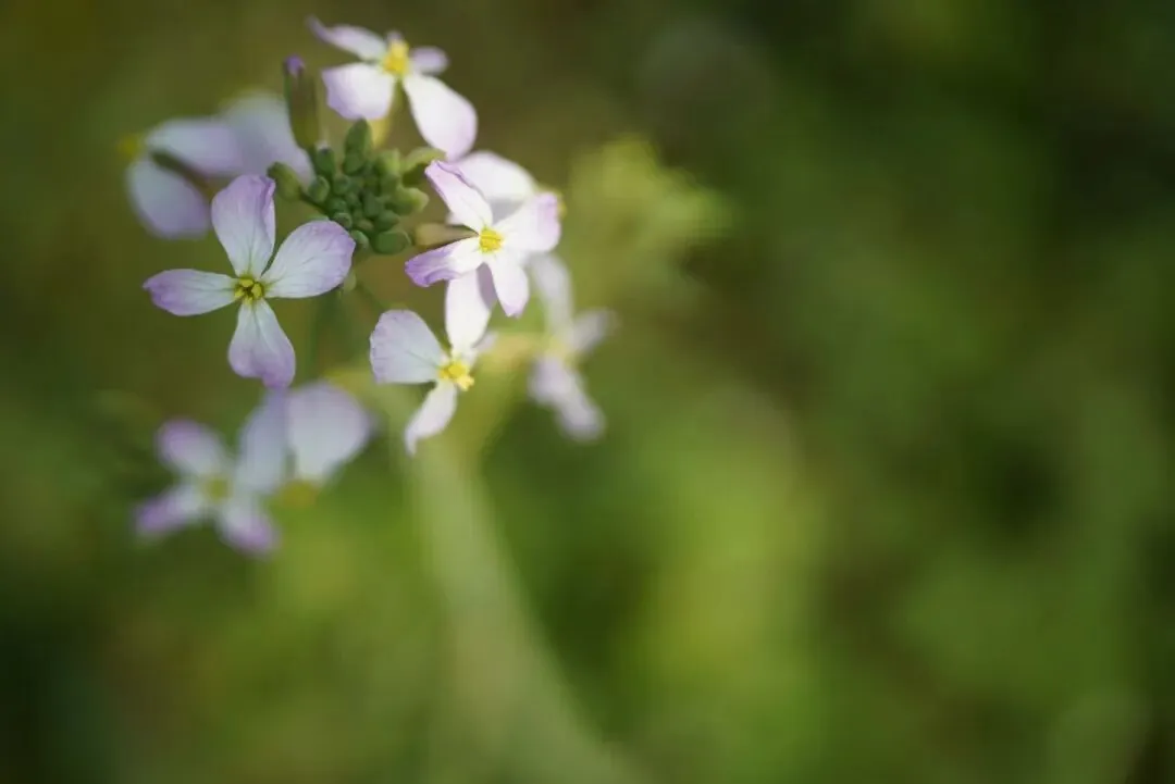 高考语文专项提分学案:文言文真题研做(三) 第5张