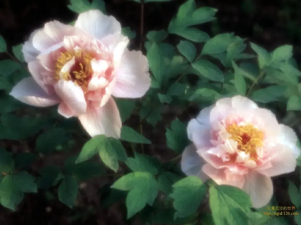 《走进动物王国》(2018年湖南邵阳中考满分作文) 第1张