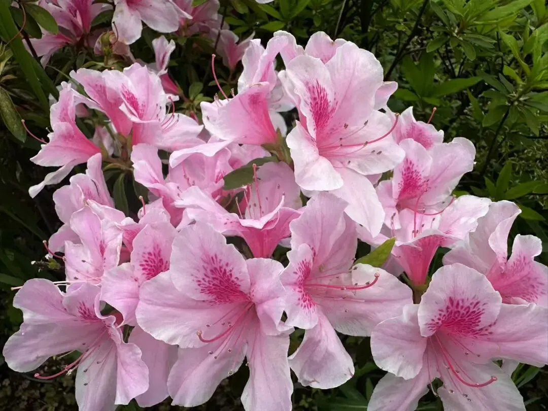 合肥市肥西县2026年中考一模数学试题及答案 第11张