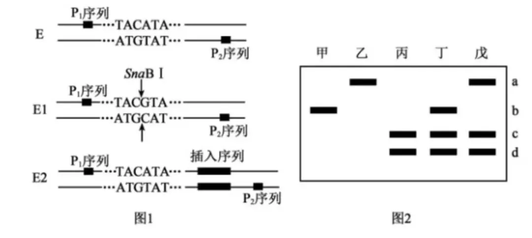 25年浙江生物真题!遗传与基因工程综合题!雄性不育!电泳!PCR扩增计算! 第1张